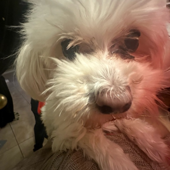 Meet your Posher, Alliyah - Picture 1 of 1